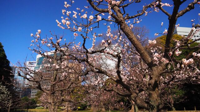 浜離宮恩賜庭園の梅林