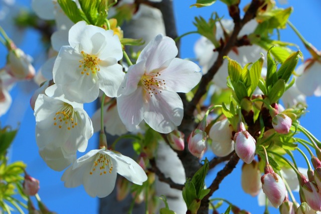 桜の花