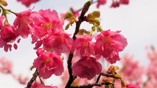 河津町の河津桜