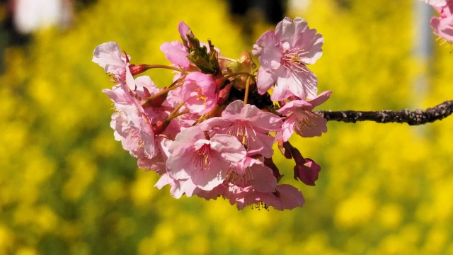 河津町の河津桜