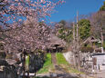 中日桜