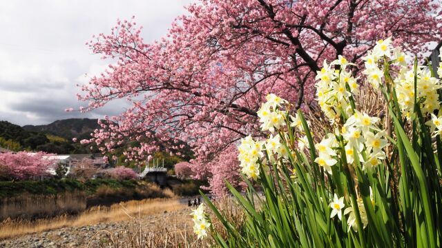 河津町の河津桜と水仙