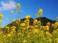 河津町の菜の花