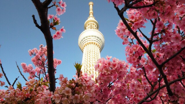 河津桜とスカイツリー