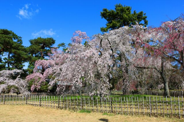 京都御所