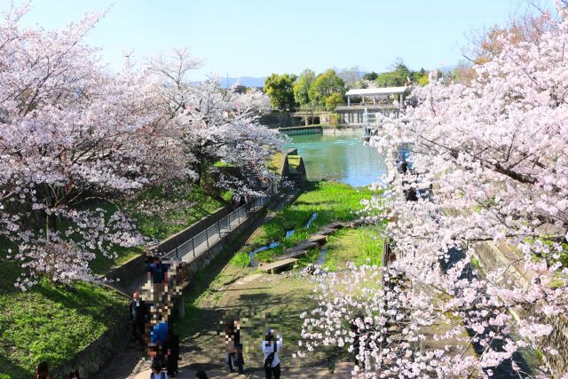 岡崎疎水