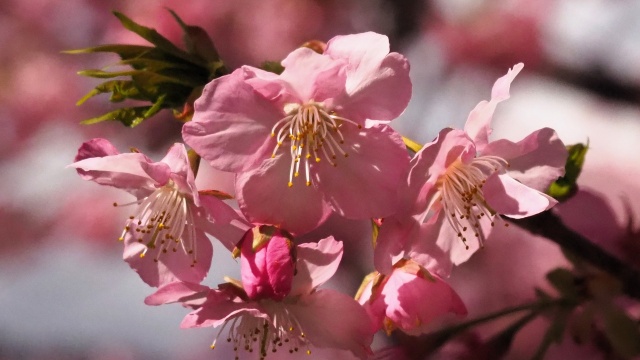 河津町の河津桜