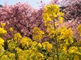 河津町の河津桜と菜の花