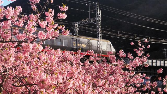 河津町の河津桜と黒船電車