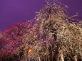 府中市郷土の森博物館のしだれ梅