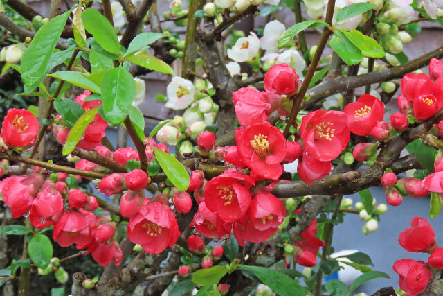 木瓜の花 4 朝露