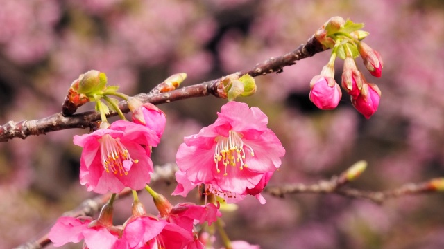 河津町の河津桜