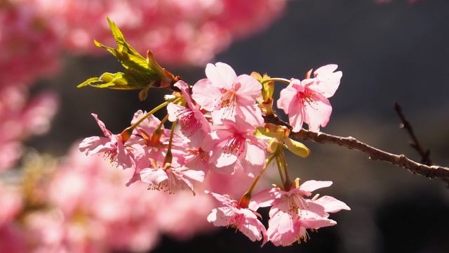 河津町の河津桜