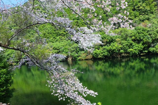 ダム湖と桜