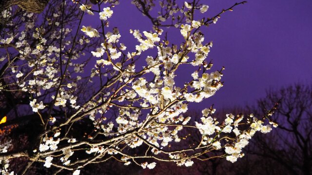 府中市郷土の森博物館の白梅