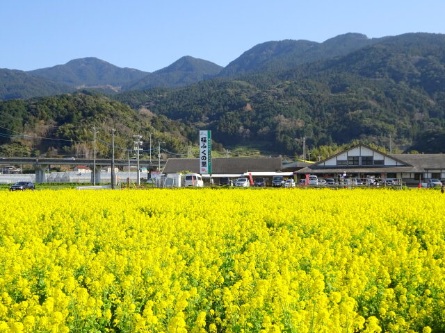 菜の花いっぱいの福ふくの里