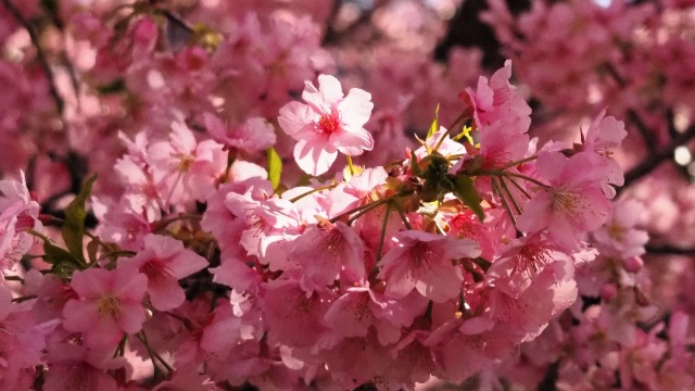 河津町の河津桜