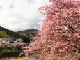 河津町の河津桜