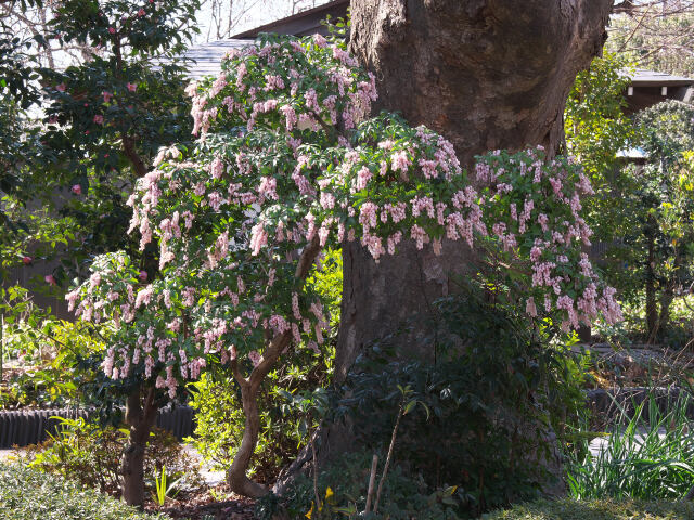 アセビの花