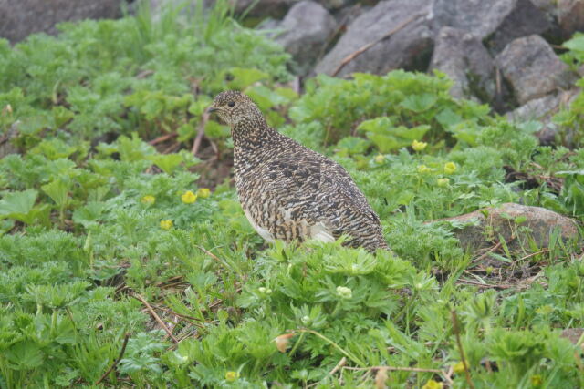 小蓮華山のママ雷鳥5