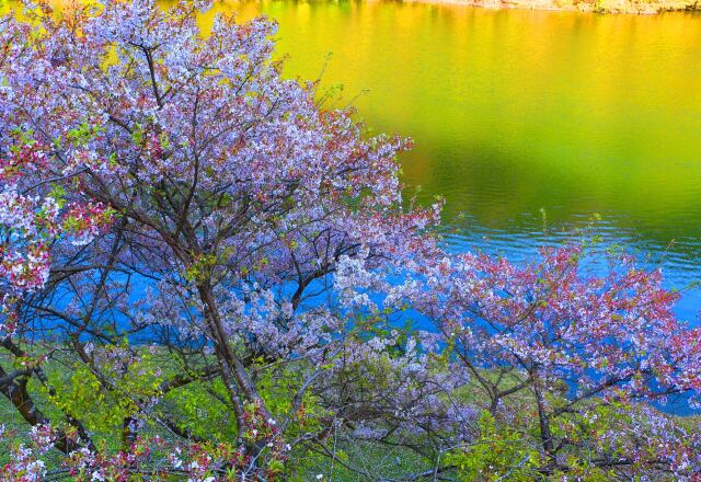 ダム湖と桜