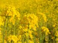 浜離宮恩賜庭園の菜の花