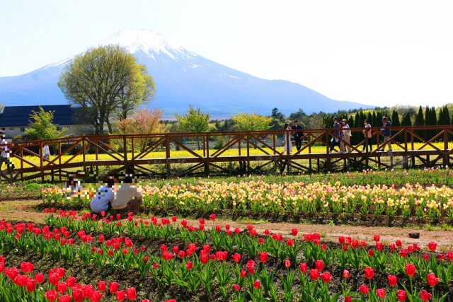 山中湖花の都公園