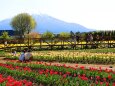 山中湖花の都公園