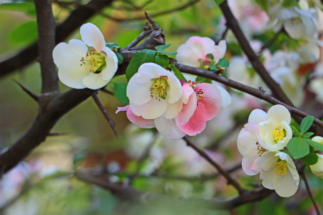 木瓜の花