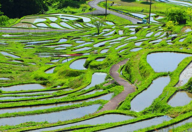 春の棚田