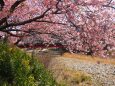 河津町の河津桜