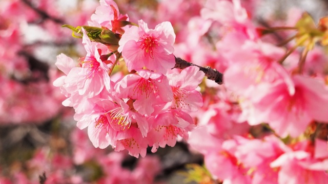 河津町の河津桜