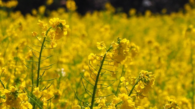 浜離宮恩賜庭園の菜の花