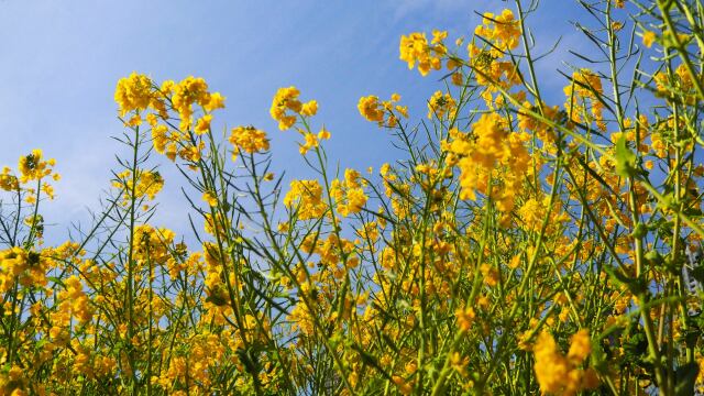 浜離宮恩賜庭園の菜の花