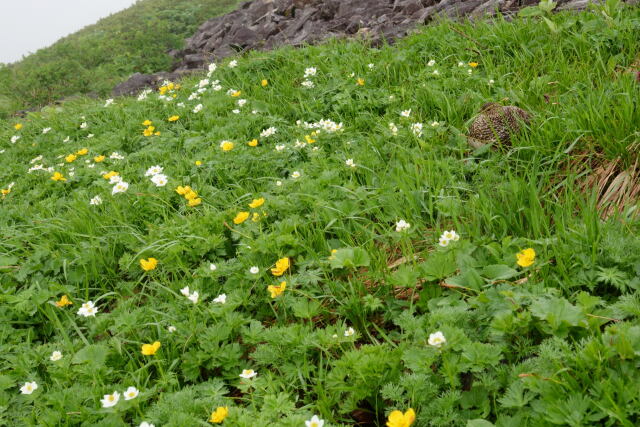 お花畑にて