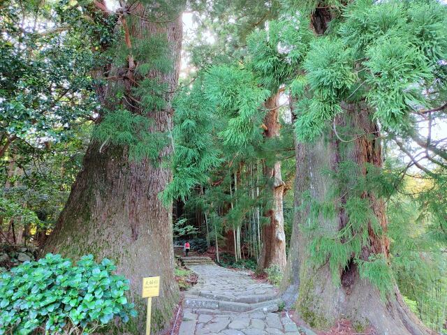 春の熊野古道