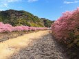 河津町の河津桜