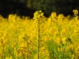 浜離宮恩賜庭園の菜の花