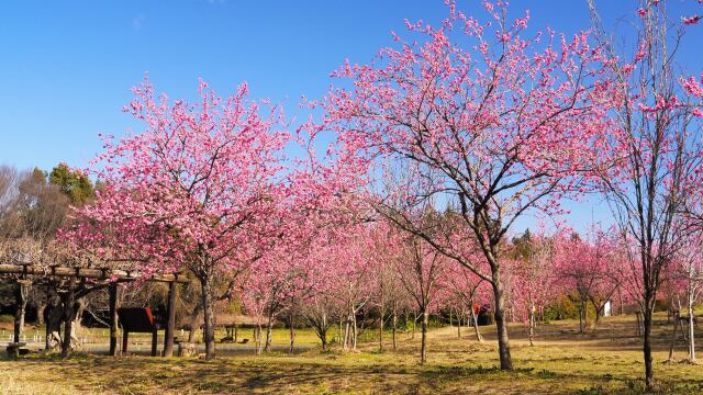 古河公方公園の花桃