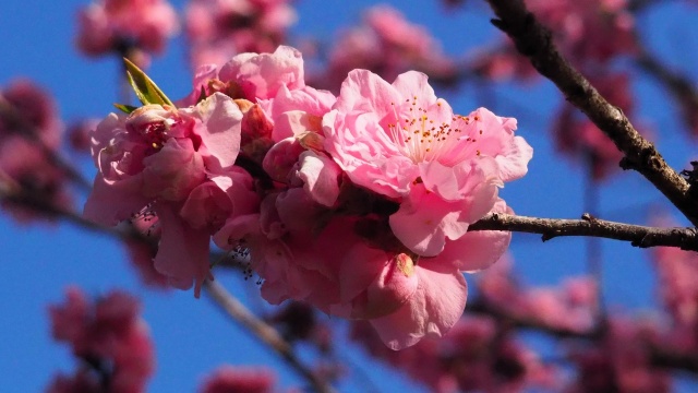 古河公方公園の花桃