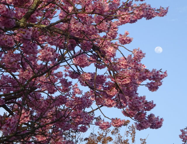 桜の花と12夜の月