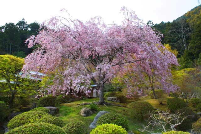 春の公園