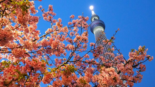 河津桜とスカイツリー