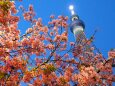 河津桜とスカイツリー