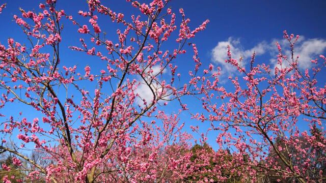 古河公方公園の花桃