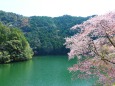 ダム湖と桜