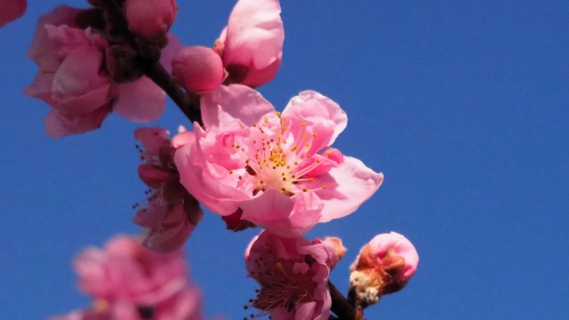 古河公方公園の花桃