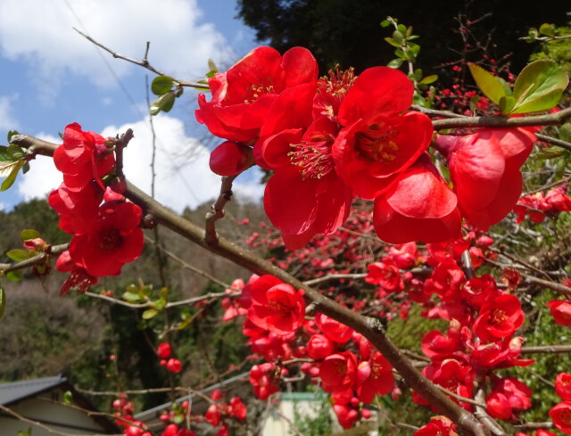 山村に咲く紅い木瓜の花