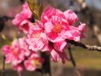 古河公方公園の花桃