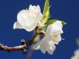 古河公方公園の花桃